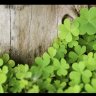 Green2808